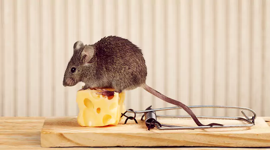 Rodent Infestation Signs: How to Tell If Mice or Rats Are in Your Home