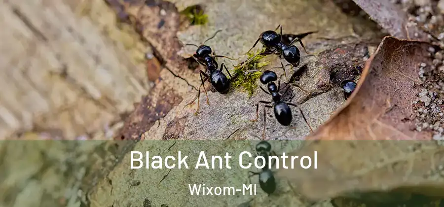 Black Ant Control Wixom-MI