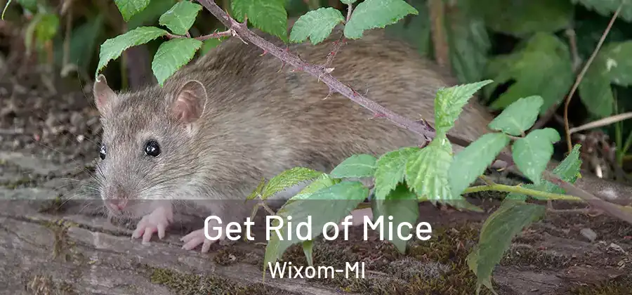  Get Rid of Mice Wixom-MI