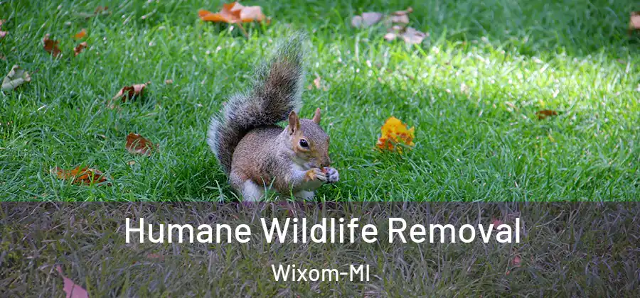 Humane Wildlife Removal Wixom-MI