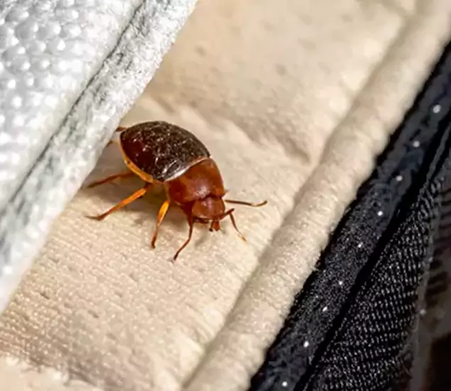 Trusted Bed Bug Prevention Specialists in Wixom, MI