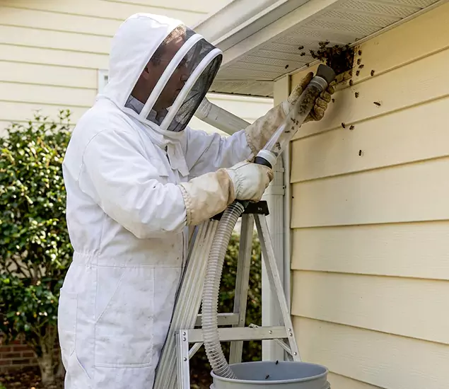 Your Affordable Bee Removal Company in Wixom, MI