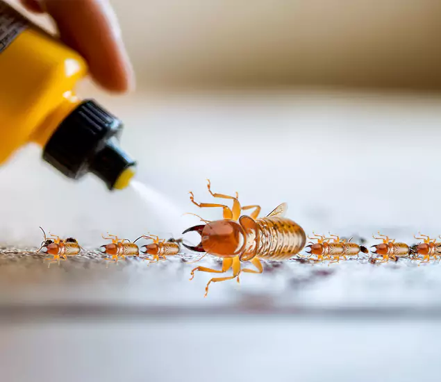 Reliable Bora Care Termite Experts in Wixom, MI
