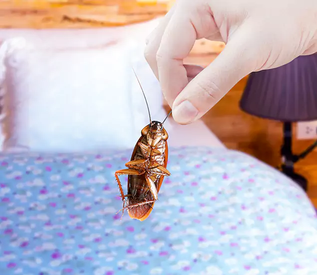 Expert Roach Control Services: Your Cockroach Pest Control in Wixom, MI