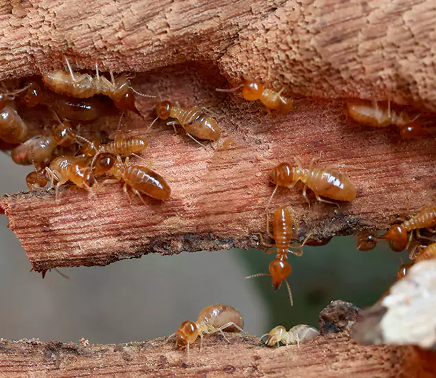 About Our Drywood Termite Treatment Experts in Wixom, MI
