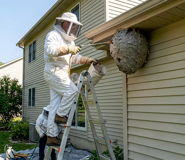 Expert Wasp Nest Removal: Your Local Wasp Nest Removal Company in Wixom, MI