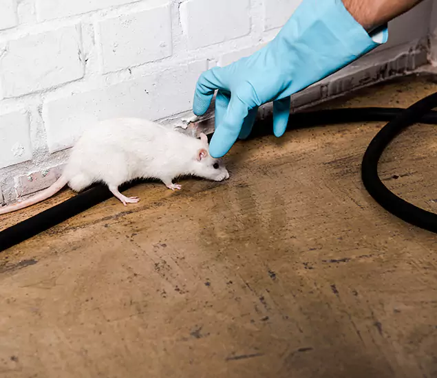 Trusted Mouse Exterminator: Your Rodent Control Company in Wixom, MI