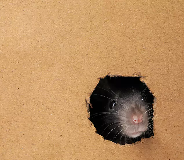 Rats in Attic Removal Experts in Wixom, MI