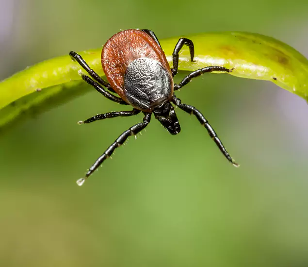 Your Trusted Tick Pest Control in Wixom, MI