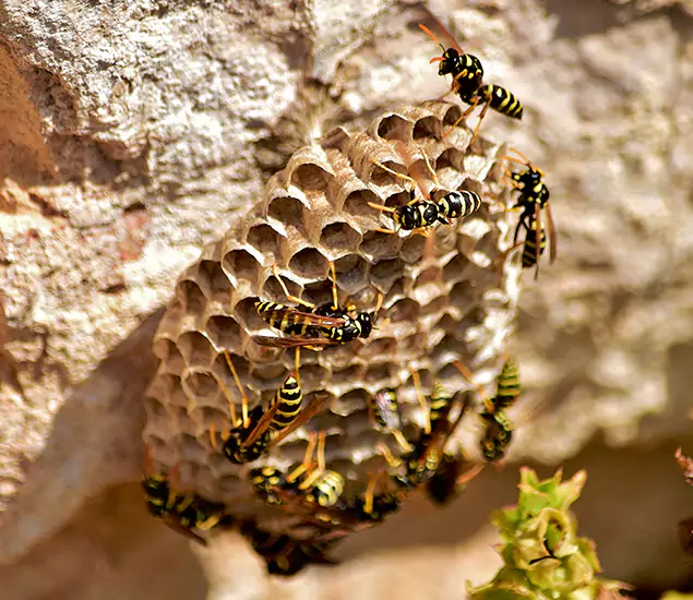 Your Best Wasp Removal Company in Wixom, MI