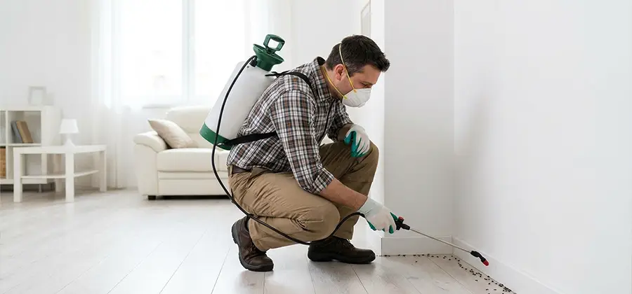 Seasonal Ant Infestation Control in Wixom