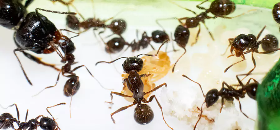Argentine Ant Barrier Treatment in Wixom