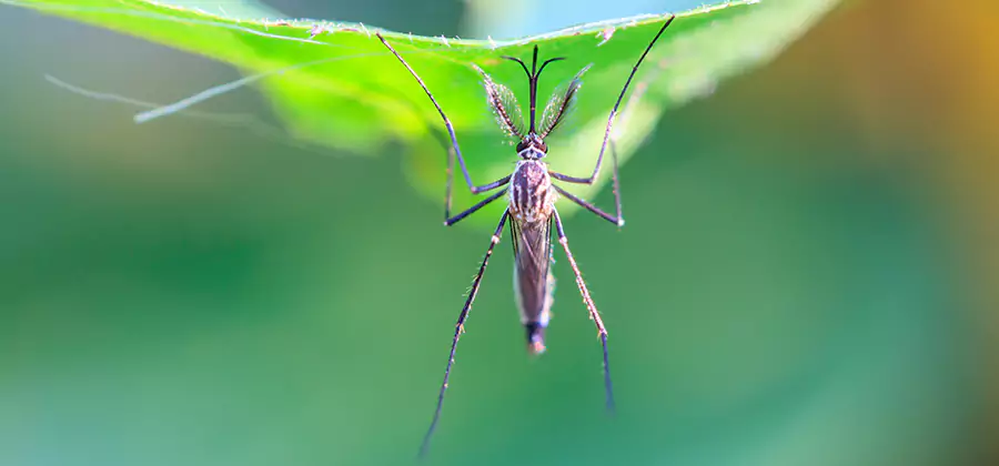 Natural Mosquito Spray for Yard in Wixom