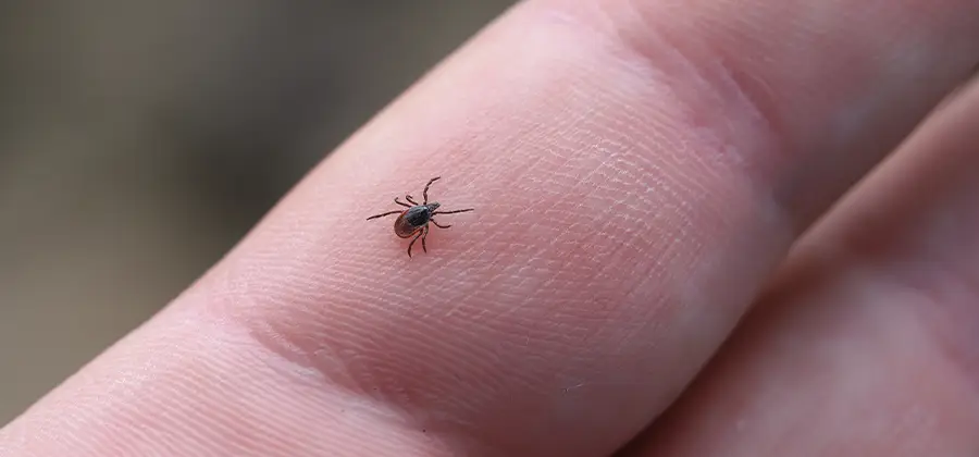 Infection Prevention for Bed Bug Bites in Wixom