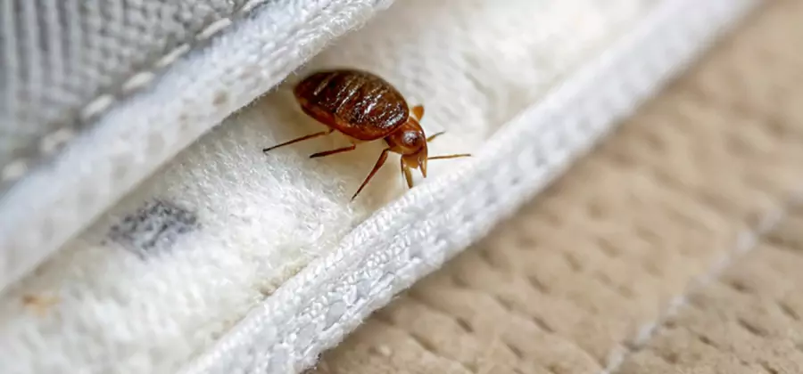 Tenting Bed Bug Fumigation in Wixom