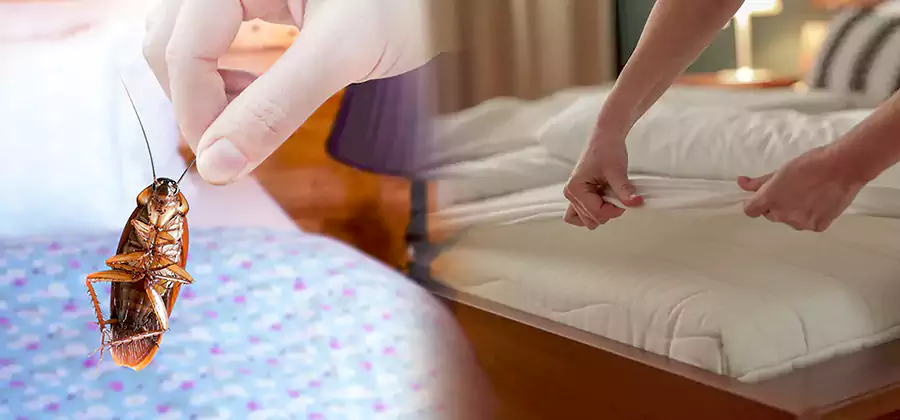 Bed Bug Home Extermination Service in Wixom
