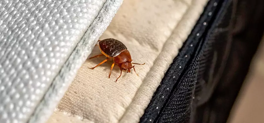 Commercial Bed Bug Control in Wixom