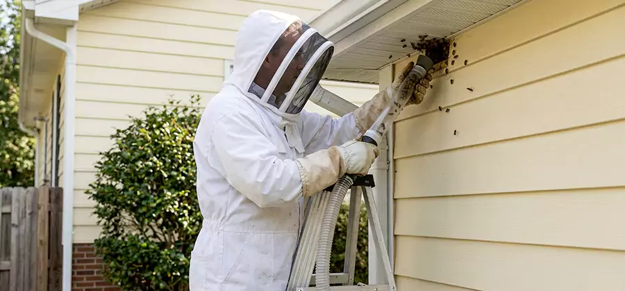 Ground Bee Removal in Wixom
