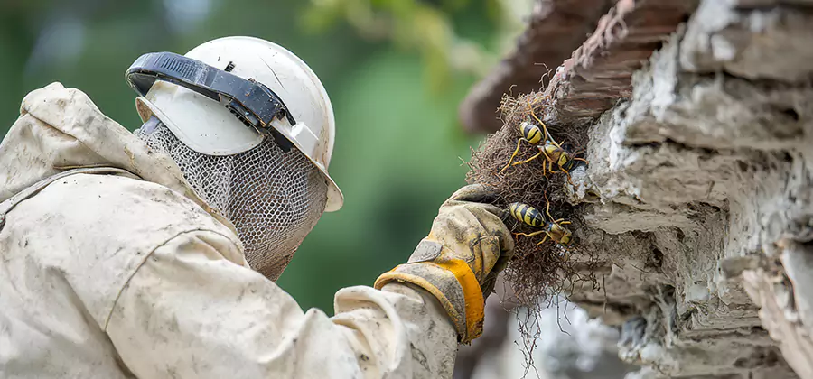 Bee and Wasp Hornet Removal in Wixom