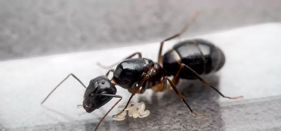 Black Ants in Kitchen Elimination in Wixom