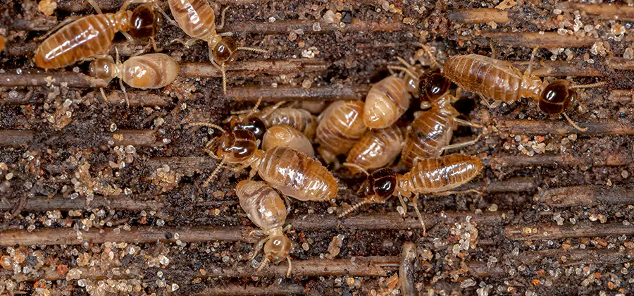 Bora Care Residential Termite Control in Wixom