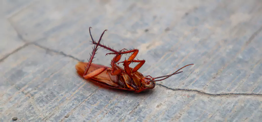 Cockroach Eradication for Commercial Properties in Wixom