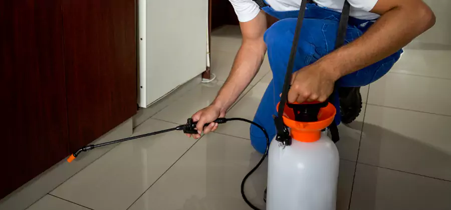 Palmetto Bug Exterminator in Wixom