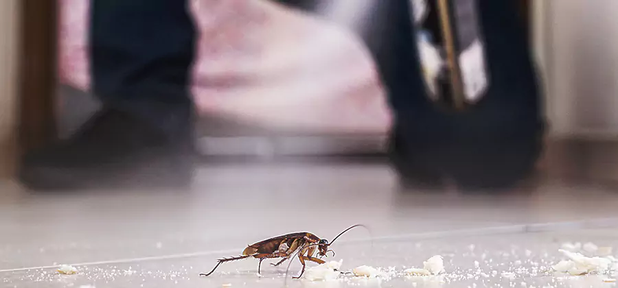 Roach House Treatment Wixom