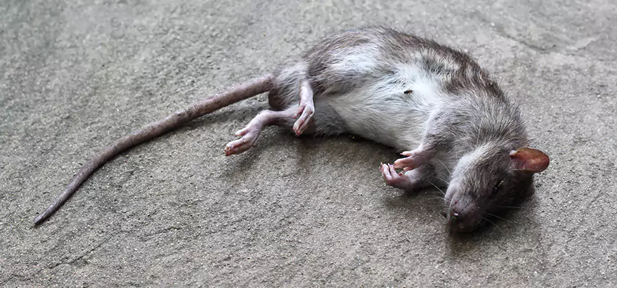 Dead Rat Disposal in Wixom