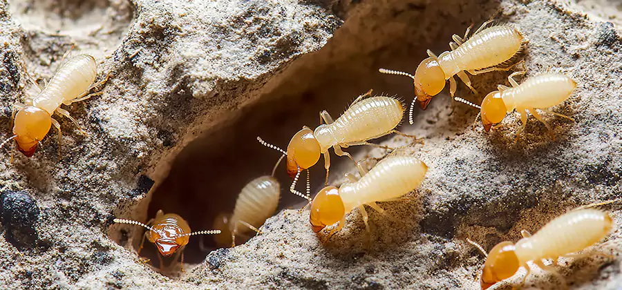 Termite Exterminator Services in Wixom