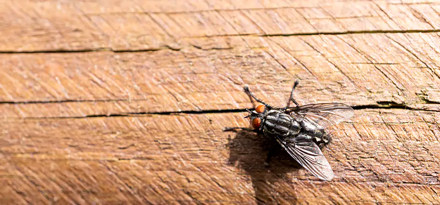 Flying Ant Barrier Treatment in Wixom