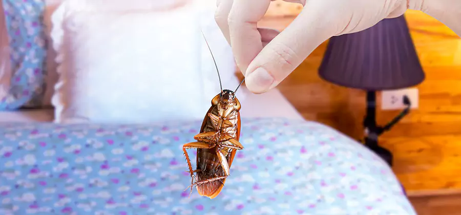 Fast Roach Elimination in Wixom