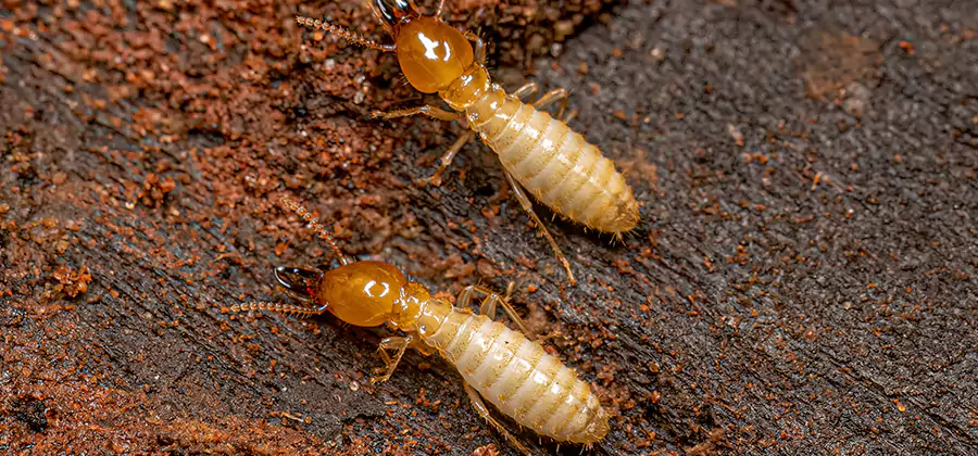 Structural Heat Termite Treatment in Wixom