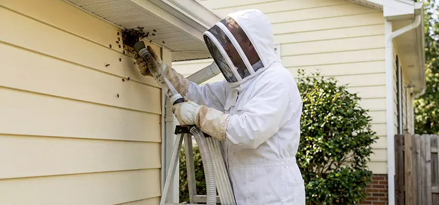 Wasp Nest in Wall Removal in Wixom