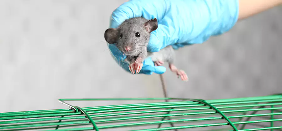 Humane Rat Trapping in Wixom