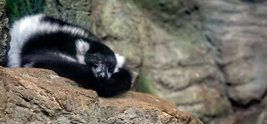 Humane Skunk Removal in Wixom