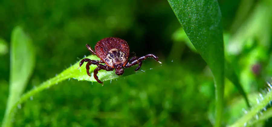 Tick Prevention for Yard in Wixom