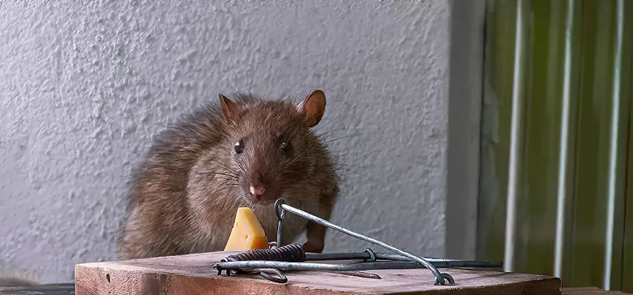 Humane Mouse Removal in Wixom
