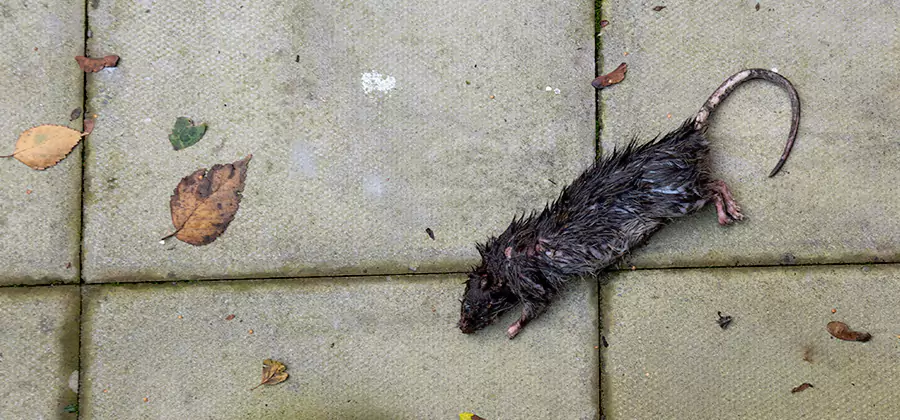 Mice in the Attic Removal in Wixom