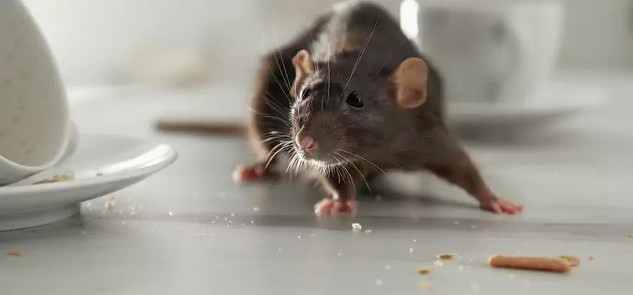 Rodent Feces Removal in Wixom