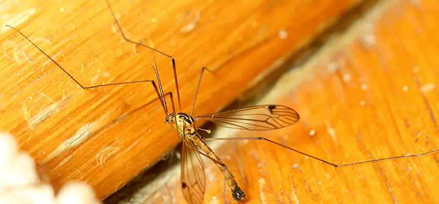 Exterior Mosquito Control in Wixom