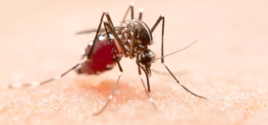 Indoor Mosquito Killer and Interior Control in Wixom