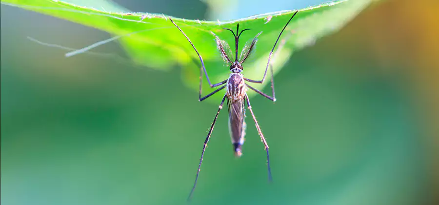Pest and Mosquito Control for Yard and Patio in Wixom