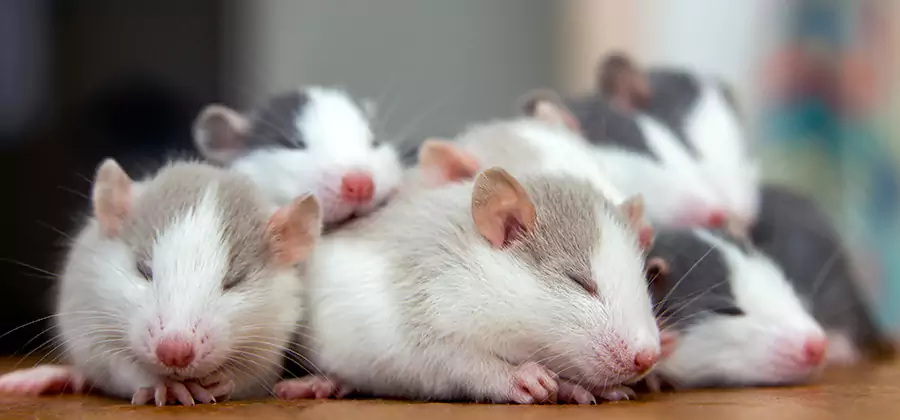 Wixom Pet Safe Mice Control