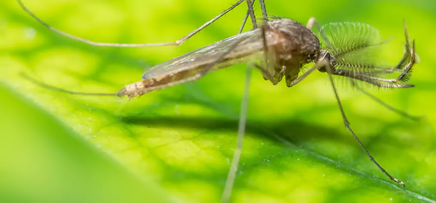 Herbal Mosquito Repellent Treatment in Wixom