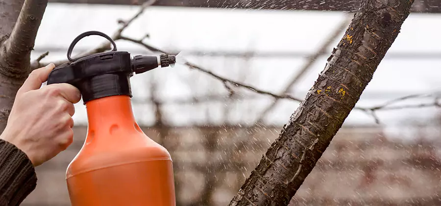 Orange Oil Structural Cavity Treatment in Wixom