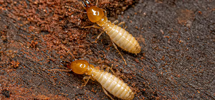 Natural Ant Hill Killer Treatment in Wixom