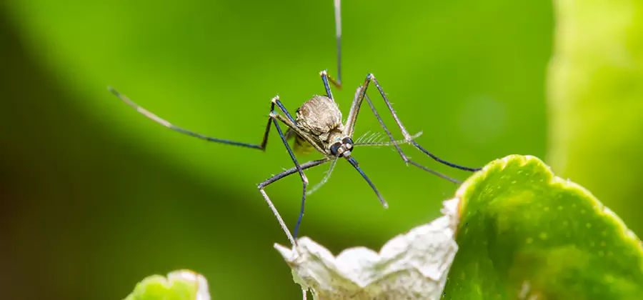 Natural Outdoor Mosquito Repellent in Wixom
