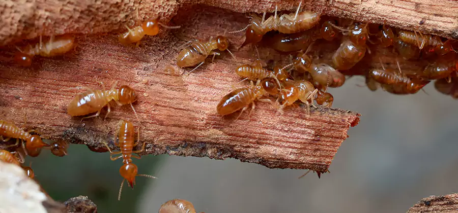 Termite Pest Management in Wixom