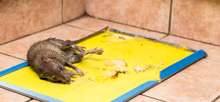 Rat Trapping Service In Wixom